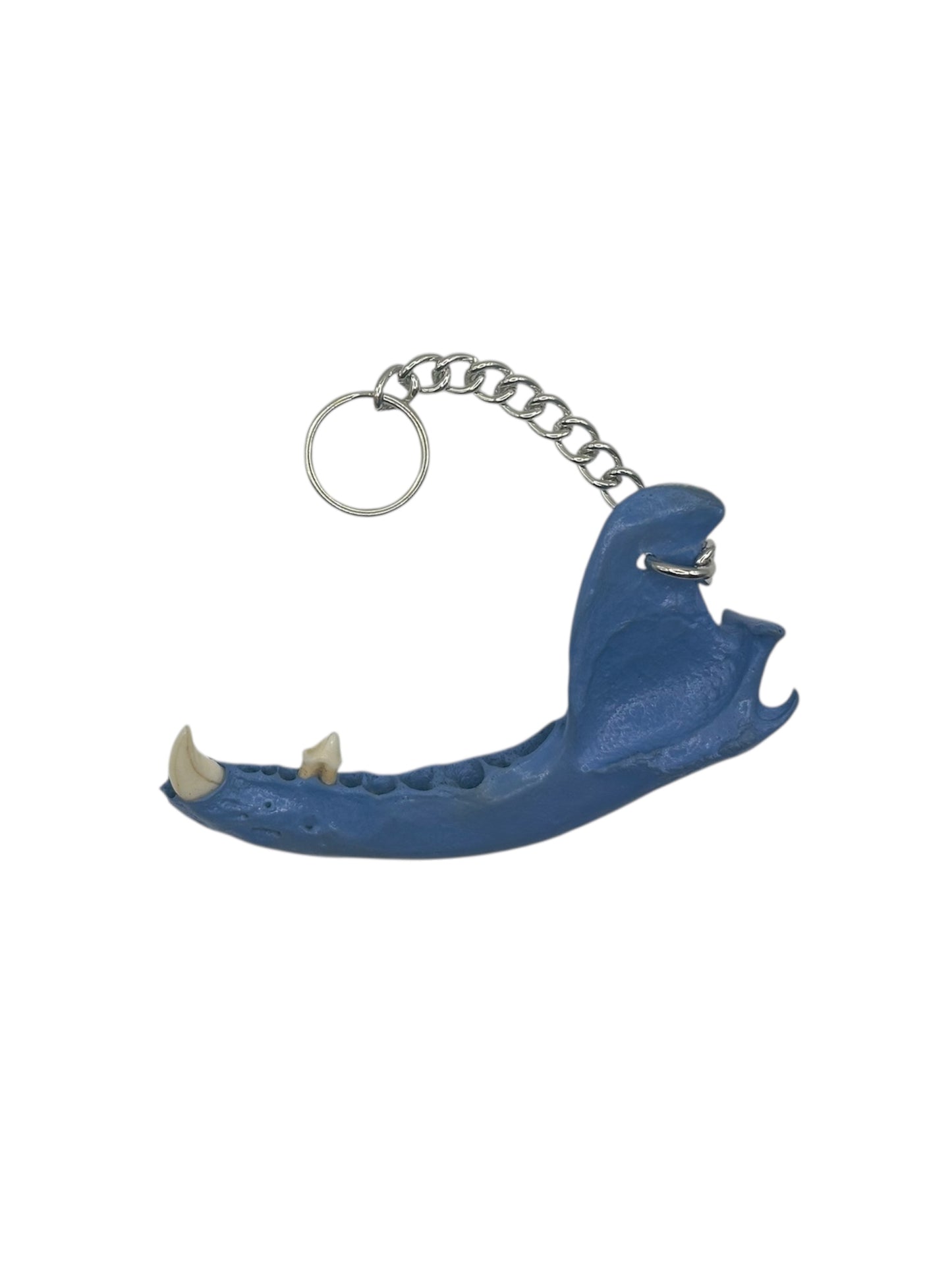 Jaw Bone Chain Charm (Blue)