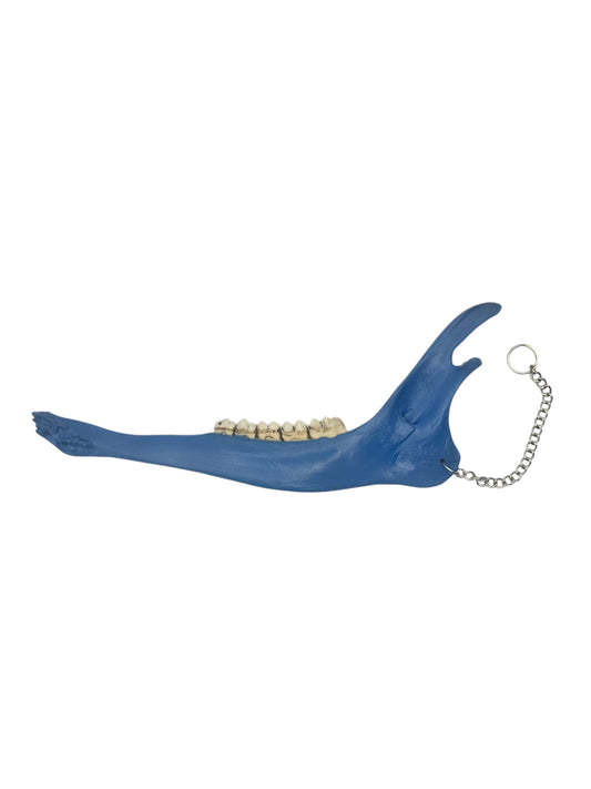 Deer Jaw Chain Charm (Blue)
