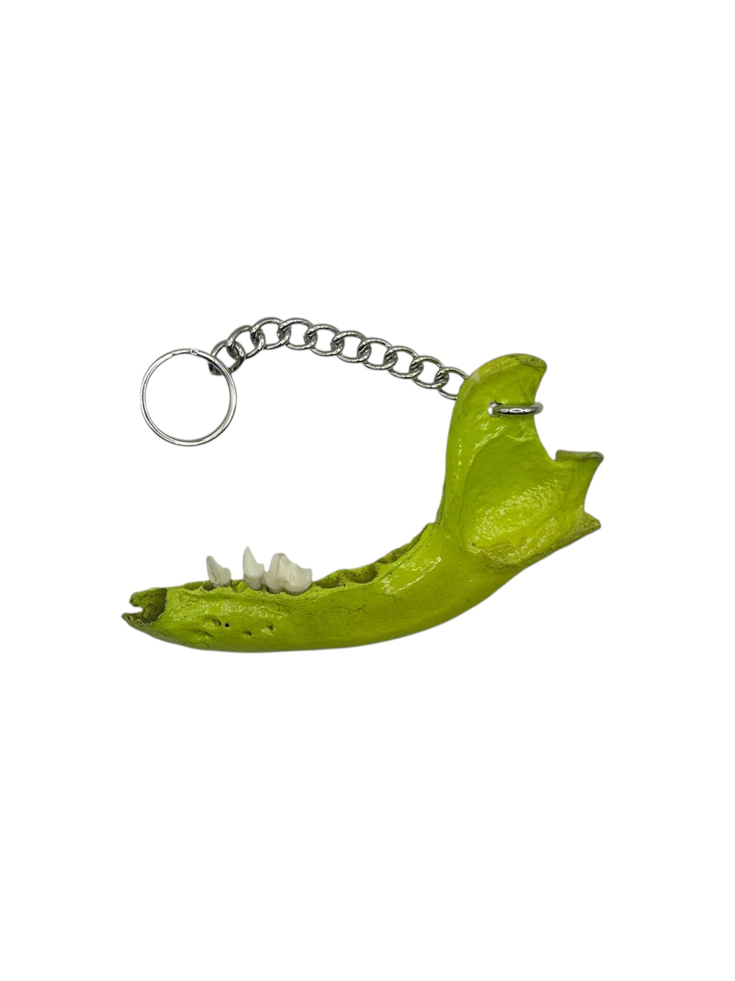 Jaw Bone Chain Charm (Sour Green)